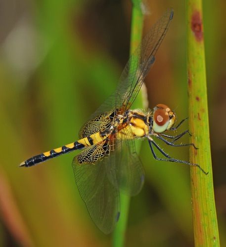 Male, immature
2009_08_09_Brantley